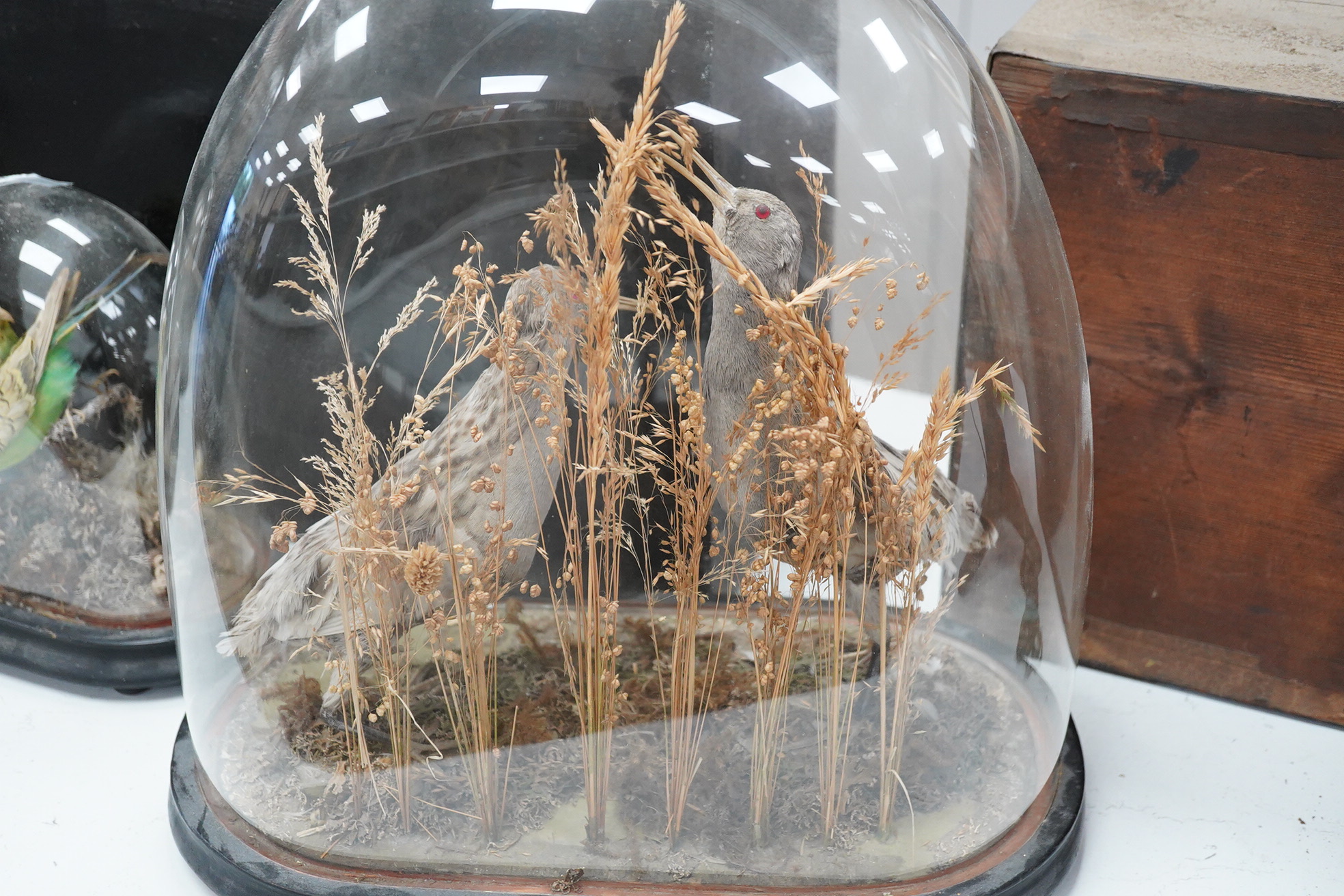 A pair of taxidermic birds, possibly a species of sandpiper, under a glass dome, plinth 37cm wide